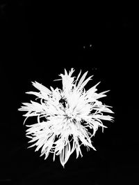 Close-up of flower over black background