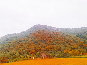 Scenic view of trees on field against sky