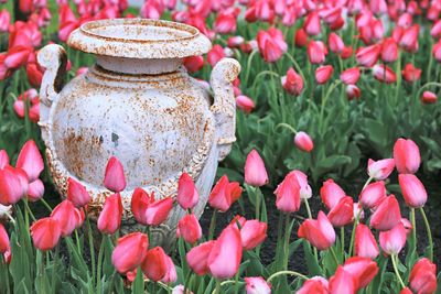 Close-up of pink flowering plants on field