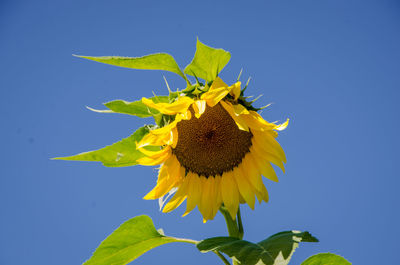 Close-up of sunflower against blue sky