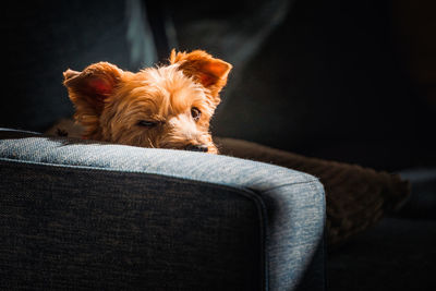 Dog resting on sofa at home