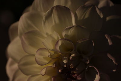 Close-up of white dahlia flower