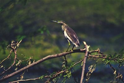 Bird perching on a tree
