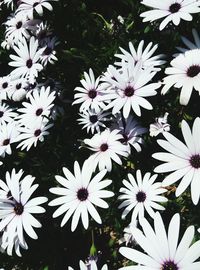 Close-up of white flowers