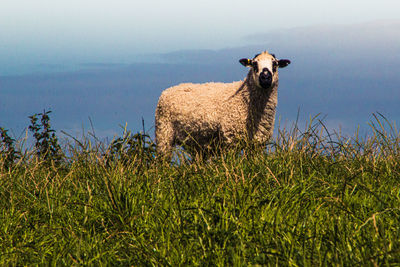 Portrait of an animal on field