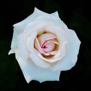 Close-up of white rose against black background