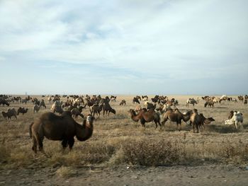 Horses on field against sky
