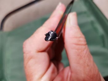 Close-up of insect on hand