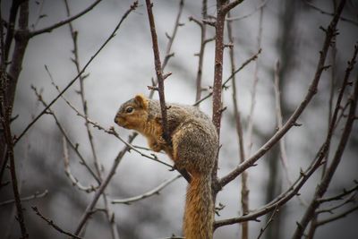 Squirrel on tree branch