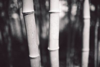 Close-up of bamboo outdoors