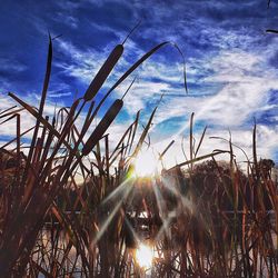 Sun shining over landscape