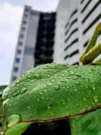 Close-up of raindrops on leaves