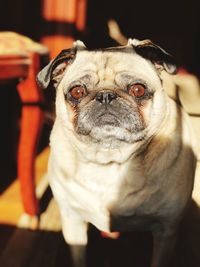 Close-up of portrait of dog