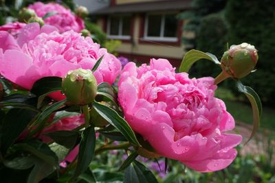 Close-up of pink flowering plant