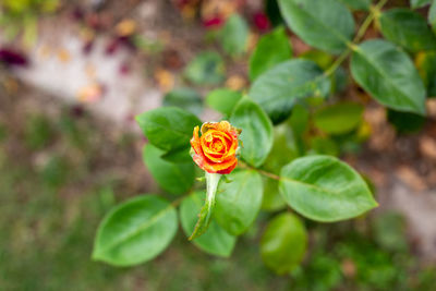 High angle view of flower on plant