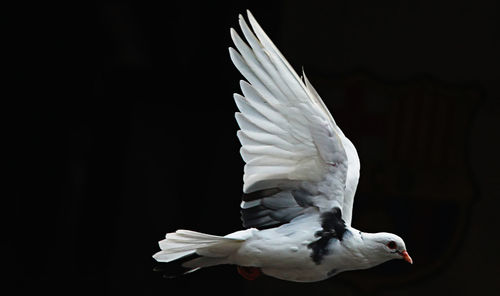 Bird flying over white background
