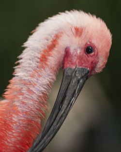 Close-up of bird