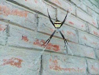 Close-up of insect on wall