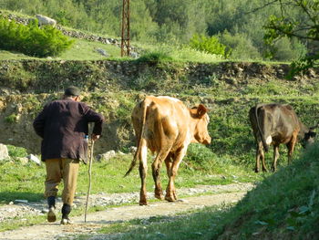 Man walking with cows on field