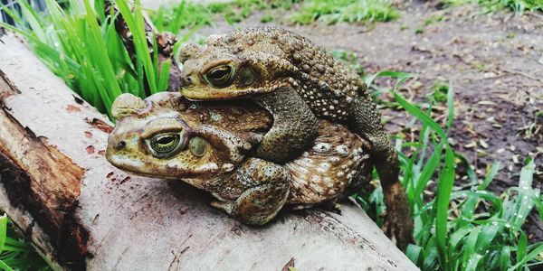 High angle view of frogs mating on tree