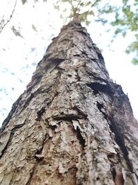 Low angle view of tree trunk