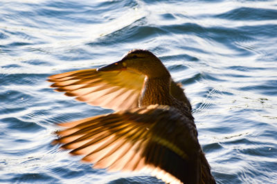 Close-up of duck swimming in lake