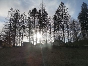 Sunlight streaming through trees in forest against sky