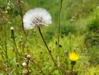 Close-up of white dandelion flower on field