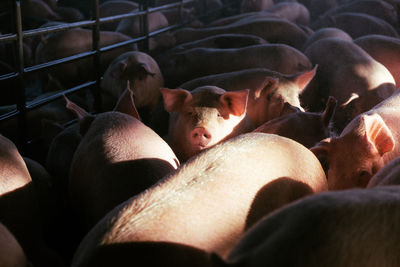 High angle view of pigs on cage