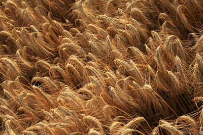 Full frame shot of wheat field