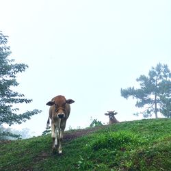 Low angle view of horse standing on field against clear sky