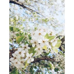 Close-up of white flowers blooming on tree