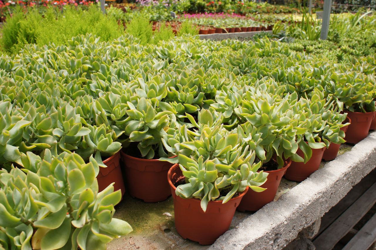 CLOSE-UP OF POTTED PLANTS IN BACKYARD