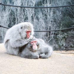 Monkeys sitting outdoors