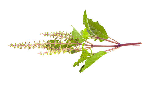 Close-up of leaves against white background