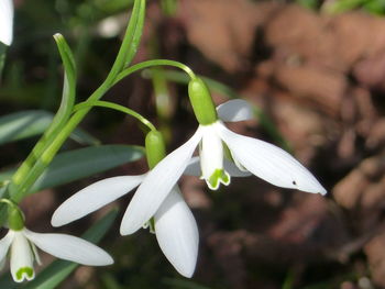 Close-up of white flowers blooming outdoors