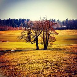 Scenic view of field against clear sky