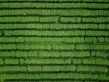 Full frame shot of agricultural field