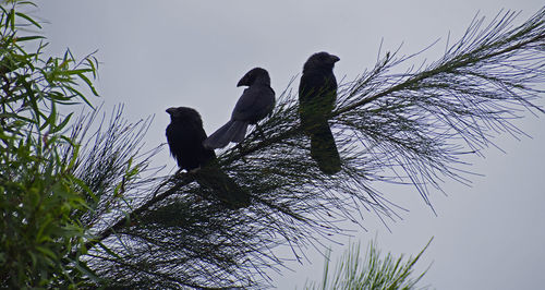 Low angle view of birds perching on tree