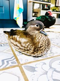 Close-up of birds perching on table