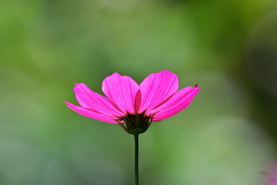 Close-up of pink cosmos flower