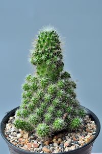 Close-up of succulent plant