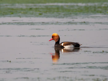 Duck swimming in lake