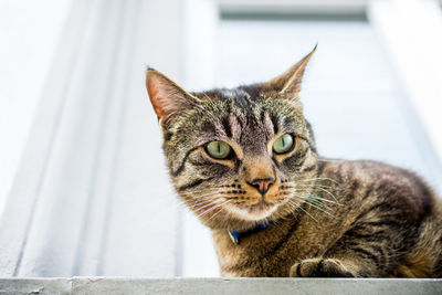 Close-up of cat looking away against door