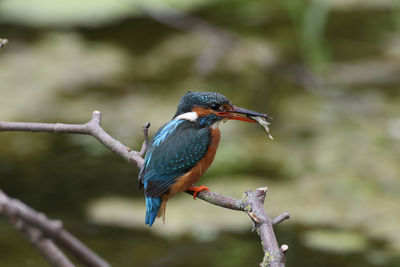 Close-up of bird perching on tree