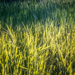 Full frame shot of crops on field
