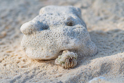 Close-up of seashell on sand