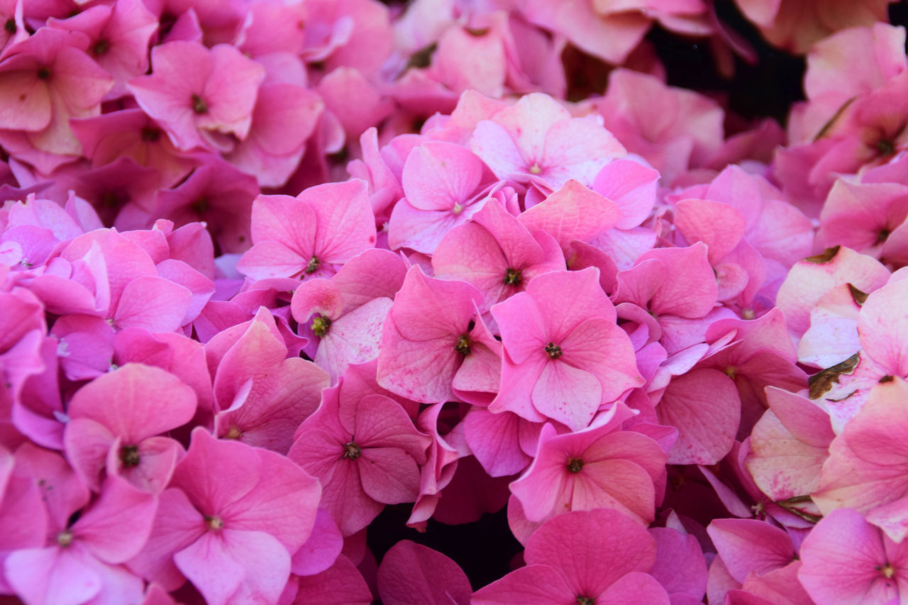 CLOSE-UP OF PINK HYDRANGEAS