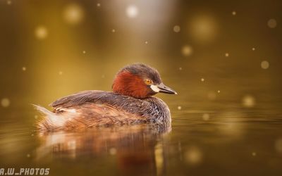 Close-up of duck swimming in lake