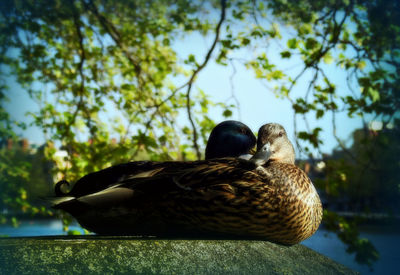 Bird in a lake